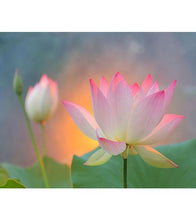 Load image into Gallery viewer, Blissful Lotus Flowers Paint with Diamonds - Art Providore