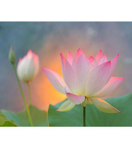 Blissful Lotus Flowers Paint with Diamonds - Art Providore