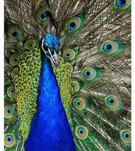 Load image into Gallery viewer, Blue Peacock Paint with Diamonds - Art Providore