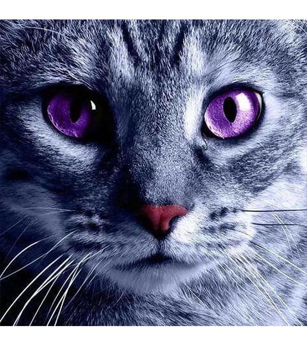 Purple-Eyed Cat Paint with Diamonds - Art Providore