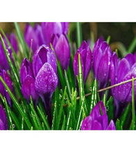 Load image into Gallery viewer, Purple Tulips Paint with Diamonds - Art Providore