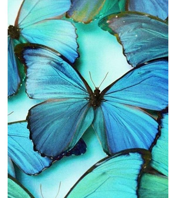 Turquoise Butterflies Paint with Diamonds - Art Providore