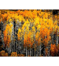 Load image into Gallery viewer, Autumn White Birch Trees Paint by Numbers - Art Providore