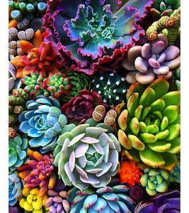 Captivating Succulents Paint by Numbers - Art Providore