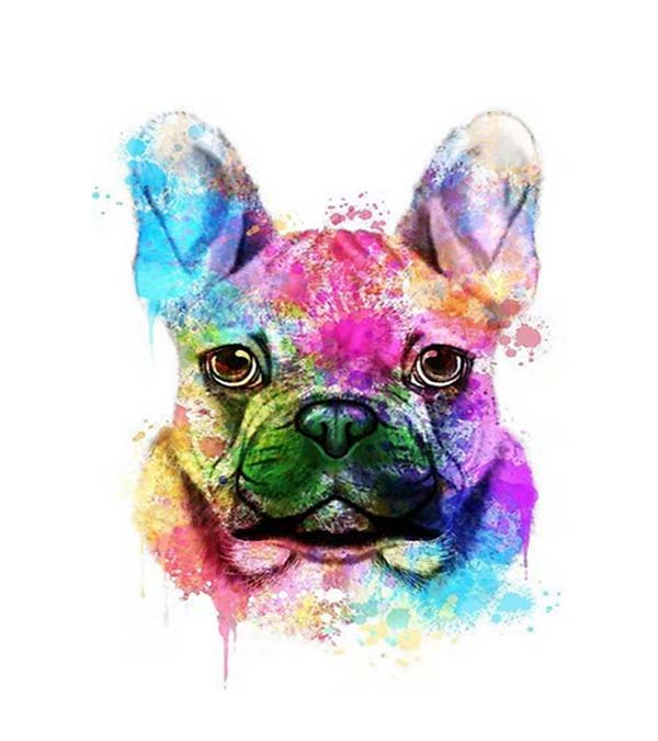 Splendid Bulldog Paint by Numbers - Art Providore