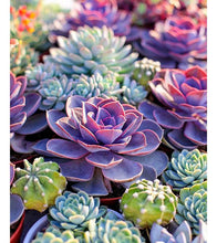 Load image into Gallery viewer, Colourful Succulents Paint by Numbers - Art Providore