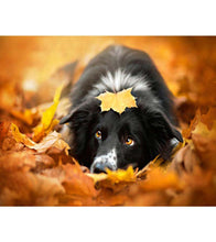 Load image into Gallery viewer, Dog in Autumn Leaves Paint by Numbers - Art Providore