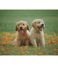 Load image into Gallery viewer, Golden Retriever Puppies Paint by Numbers - Art Providore