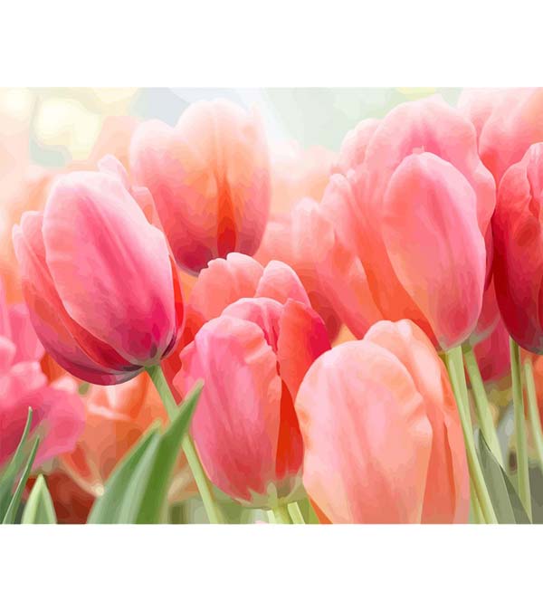 Pink Tulip Paint by Numbers - Art Providore