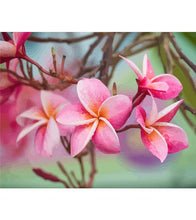 Load image into Gallery viewer, Plumeria Flowers Paint by Numbers - Art Providore