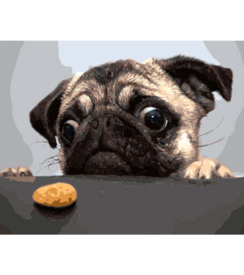 Pug Wants the Cookie Paint by Numbers - Art Providore