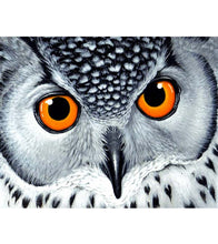 Load image into Gallery viewer, Snowy Owl Paint by Numbers - Art Providore