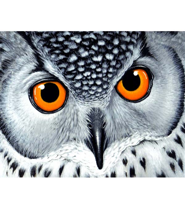 Snowy Owl Paint by Numbers - Art Providore