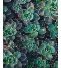 Load image into Gallery viewer, Succulents Garden Paint by Numbers - Art Providore