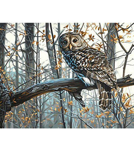 The Wise Owl Paint by Numbers - Art Providore