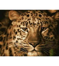 Load image into Gallery viewer, Wild Leopard Paint by Numbers - Art Providore