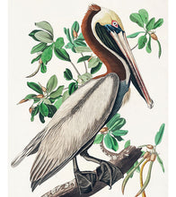 Load image into Gallery viewer, Brown Pelican Paint with Diamonds - John James Audubon - Art Providore