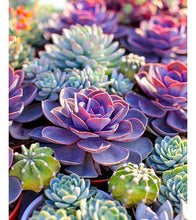 Load image into Gallery viewer, Colourful Succulents Paint with Diamonds - Art Providore