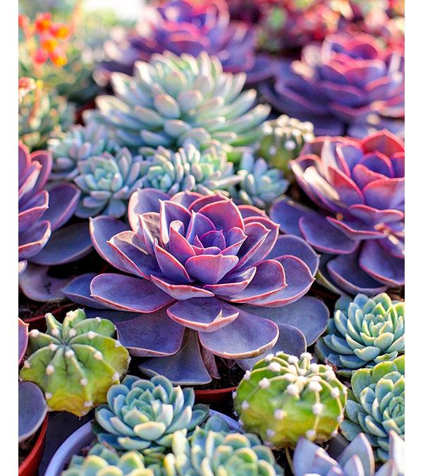 Colourful Succulents Paint with Diamonds - Art Providore