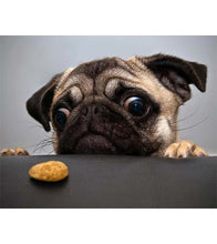 Load image into Gallery viewer, Pug Wants the Cookie Paint with Diamonds - Art Providore