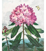 Load image into Gallery viewer, The Pontic Rhododendron Paint with Diamonds - Robert John Thornton - Art Providore