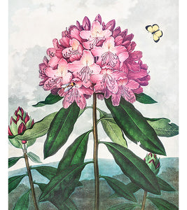 The Pontic Rhododendron Paint with Diamonds - Robert John Thornton - Art Providore
