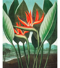 Load image into Gallery viewer, The Queen–Plant Paint with Diamonds - Robert John Thornton - Art Providore