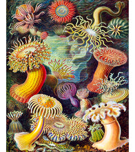 Load image into Gallery viewer, Actiniae–Seeanemonen Paint by Numbers - Ernst Haeckel - Art Providore