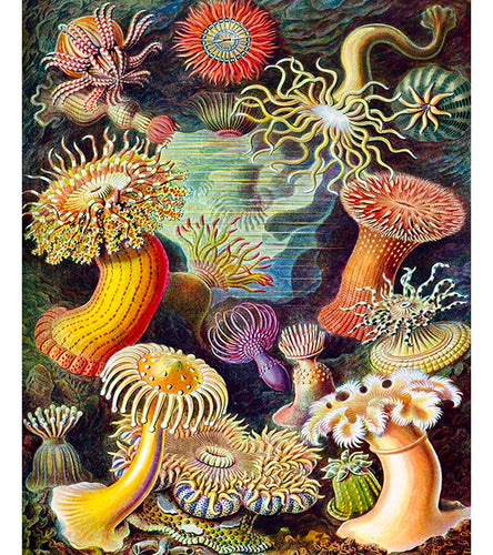 Actiniae–Seeanemonen Paint by Numbers - Ernst Haeckel - Art Providore