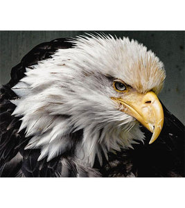 Bald Eagle Paint by Numbers - Art Providore