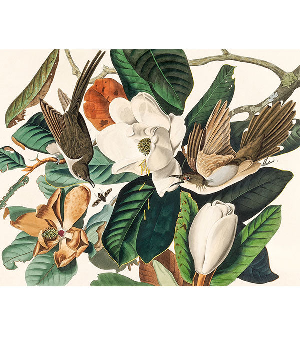 Black-billed Cuckoo Paint by Numbers - John James Audubon - Art Providore