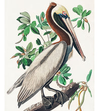 Load image into Gallery viewer, Brown Pelican Paint by Numbers - John James Audubon - Art Providore