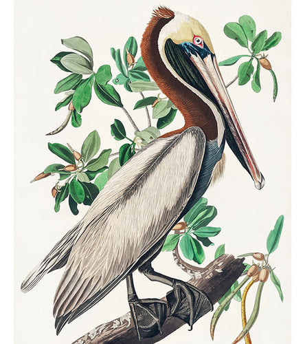 Brown Pelican Paint by Numbers - John James Audubon - Art Providore