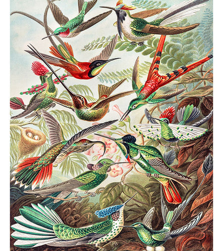 Hummingbirds Paint by Numbers - Ernst Haeckel - Art Providore