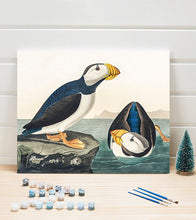 Load image into Gallery viewer, Large Billed Puffin Paint by Numbers - John James Audubon - Art Providore