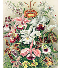 Load image into Gallery viewer, Orchideae Paint by Numbers - Ernst Haeckel - Art Providore