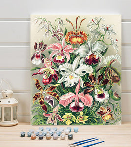 Orchideae Paint by Numbers - Ernst Haeckel - Art Providore