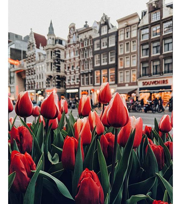Red Tulips of Amsterdam Paint by Numbers - Art Providore