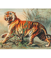 Load image into Gallery viewer, Royal Bengal Tiger Paint by Numbers - John Karst - Art Providore