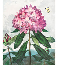 Load image into Gallery viewer, The Pontic Rhododendron Paint by Numbers - Robert John Thornton - Art Providore